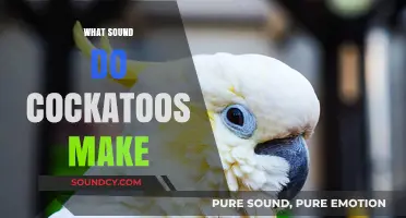 Discover the Unique Vocalizations: What Sound Do Cockatoos Make?