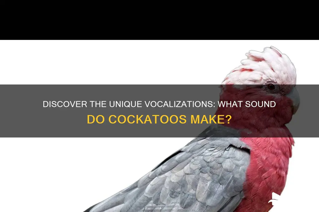 what sound do cockatoos make