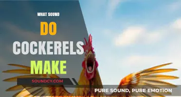 Unveiling the Dawn's Serenade: What Sound Do Cockerels Make?