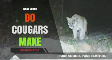 Unveiling the Mysterious Sounds of Cougars: A Comprehensive Guide