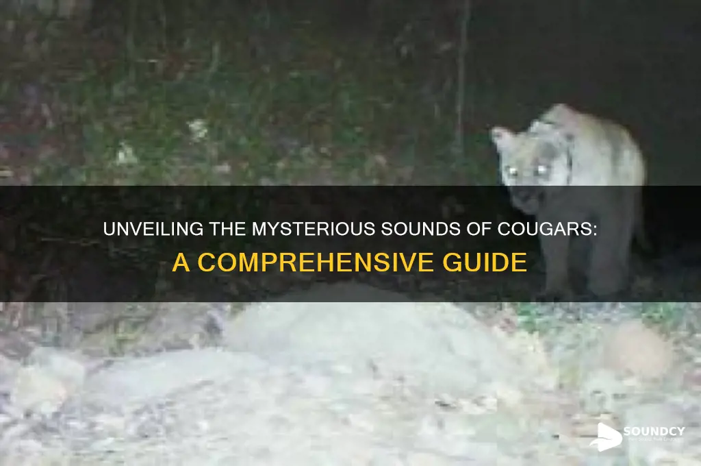 what sound do cougars make