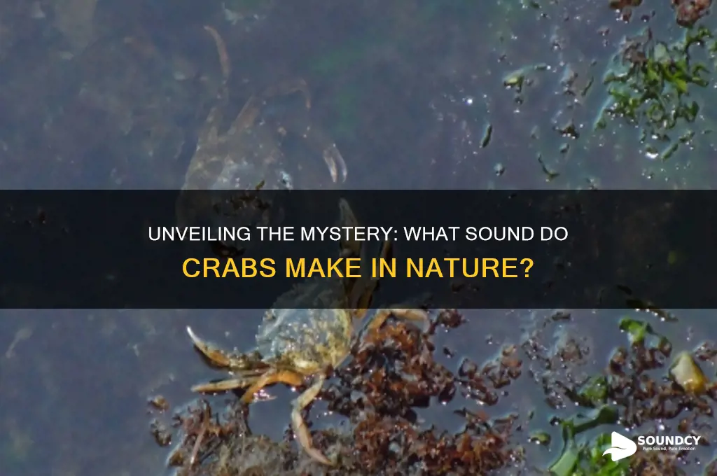 what sound do crabs make