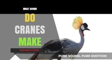 Unveiling the Unique Calls: What Sound Do Cranes Make?