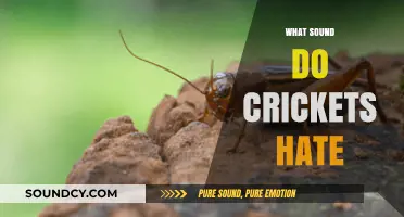 Unwanted Chirps: Discovering Sounds That Silence Crickets Instantly