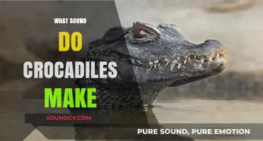 Unveiling the Mysterious Vocalizations: What Sound Do Crocodiles Make?