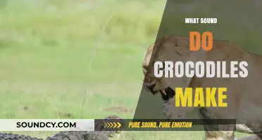 Unveiling the Mysterious Sounds: What Noise Do Crocodiles Actually Make?