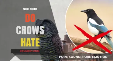 Unwanted Noises: Sounds That Drive Crows Away Effectively and Easily