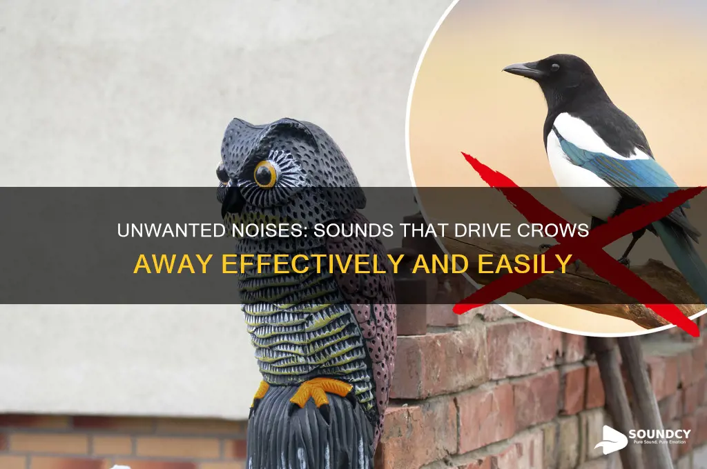what sound do crows hate