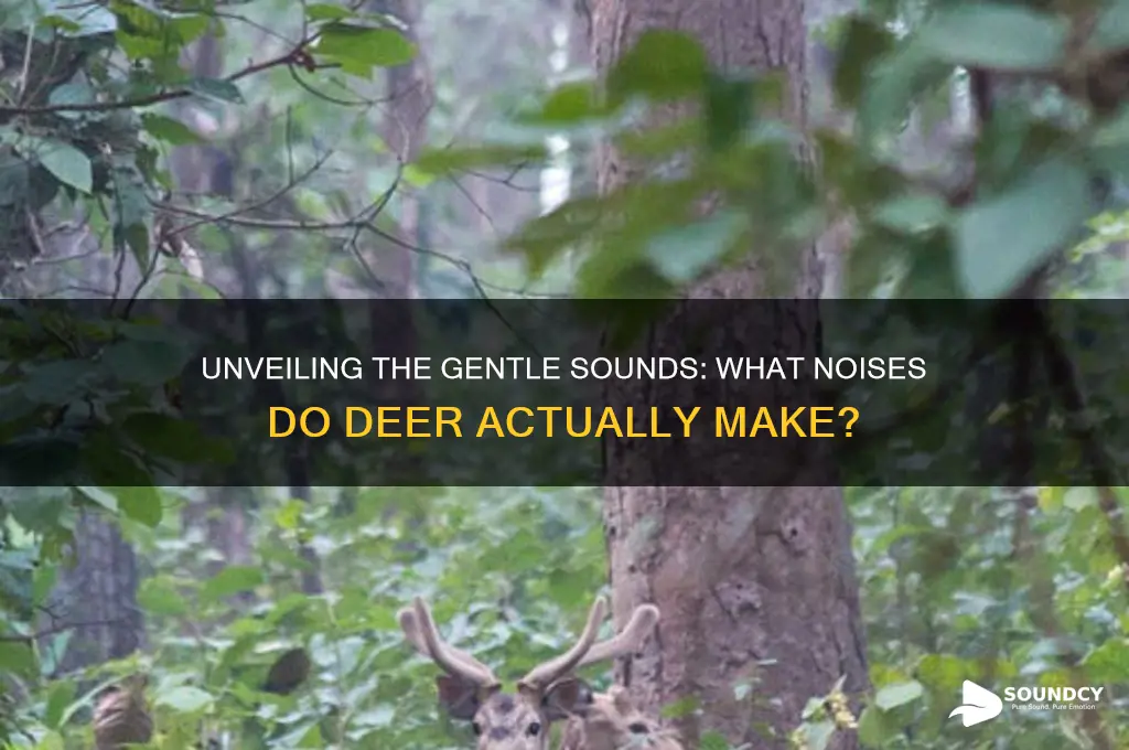what sound do dear make