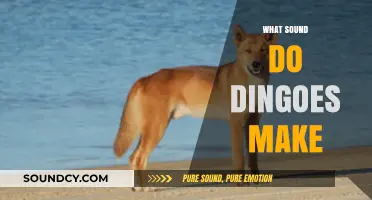 Unveiling the Unique Howls and Calls of Australia's Iconic Dingoes