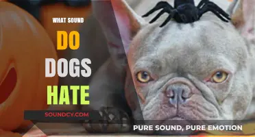 Uncovering the Noises That Drive Dogs Crazy: Sounds to Avoid