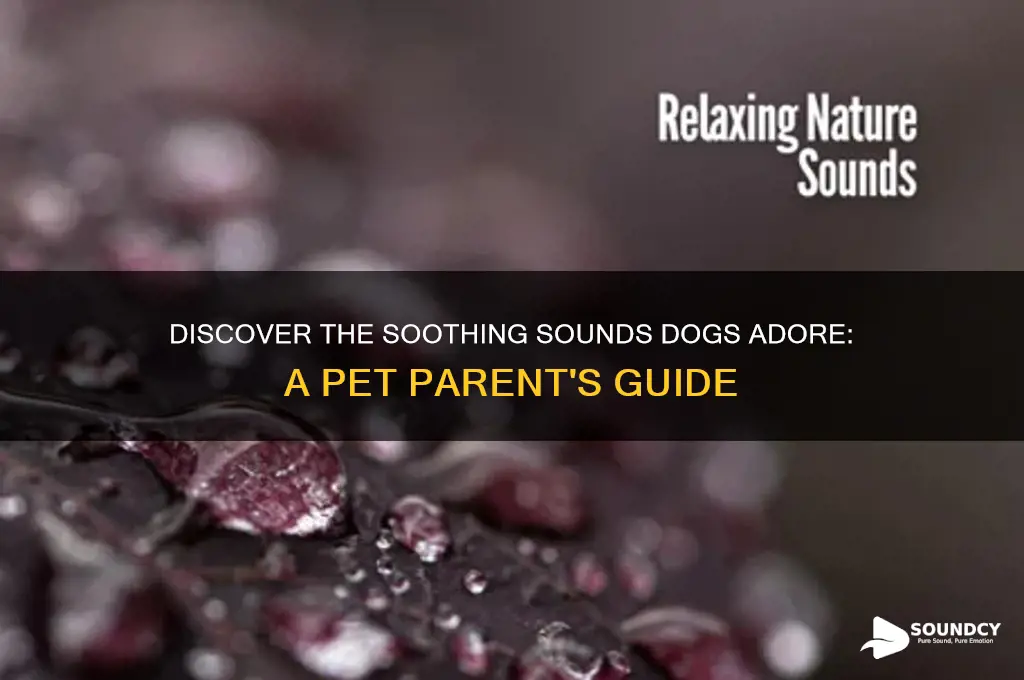 what sound do dogs love