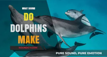 Unveiling the Unique Sounds: What Noises Do Dolphins Make?