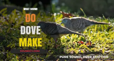 Understanding the Gentle Cooing: What Sound Do Doves Make?