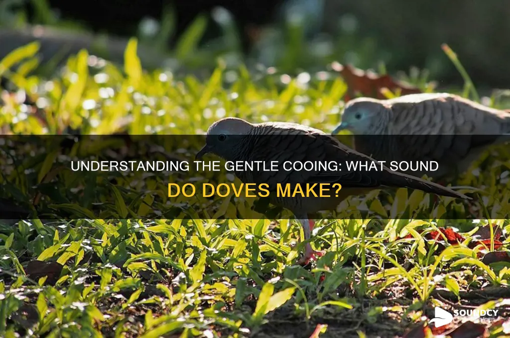 what sound do dove make