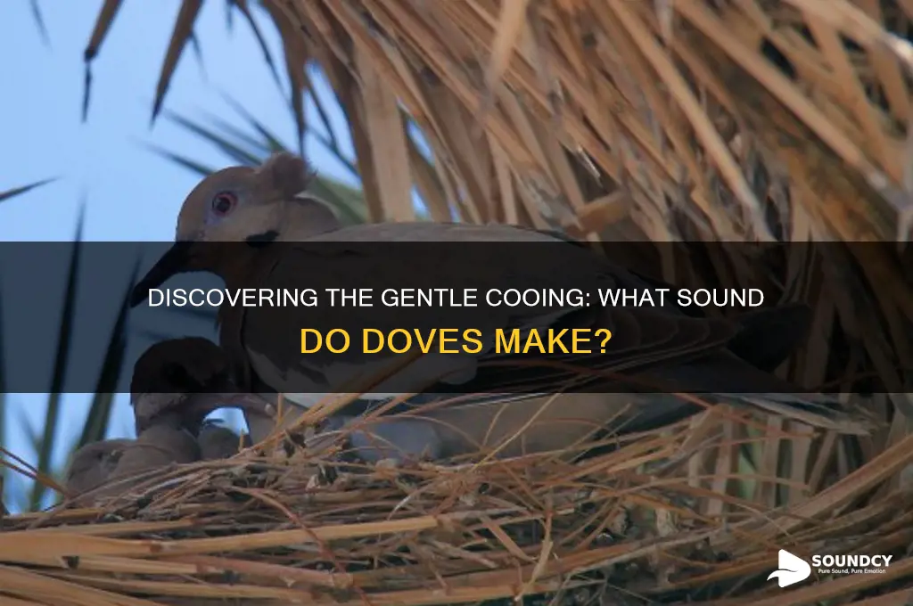 what sound do doves make