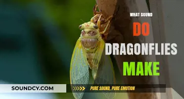 Do Dragonflies Make Sounds? Unveiling the Mystery of Their Noises