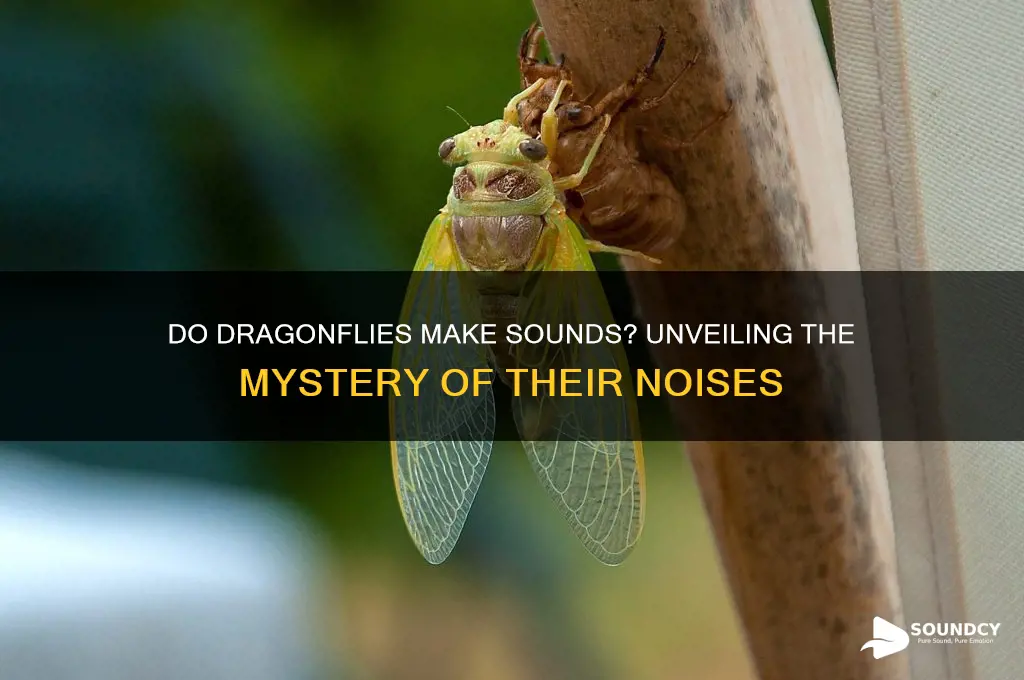 what sound do dragonflies make