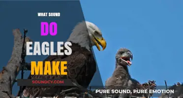 Unveiling the Majestic Calls: What Sound Do Eagles Make?