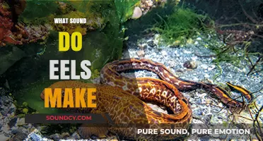 Unveiling the Mystery: Do Eels Produce Sounds in Water?