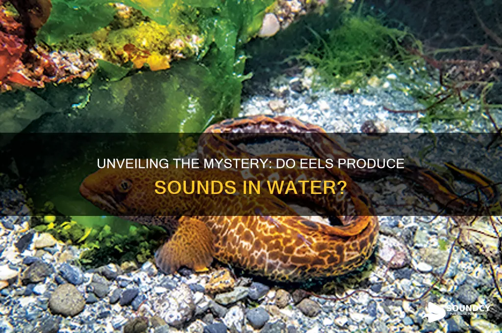 what sound do eels make