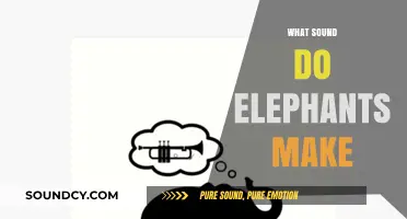 Unveiling the Majestic Trumpet: What Sound Do Elephants Make?