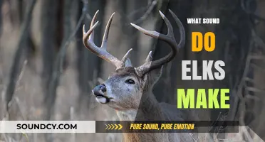 Unveiling the Unique Vocalizations: What Sound Do Elks Make?