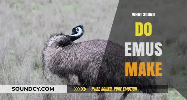 Unveiling the Unique Vocalizations: What Sound Do Emus Make?