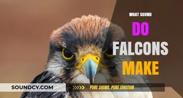 Discovering the Unique Vocalizations: What Sound Do Falcons Make?