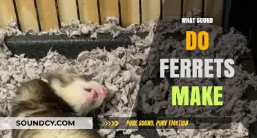 Unveiling the Unique Vocalizations: What Sounds Do Ferrets Make?