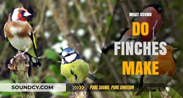 Discover the Delightful Chirps and Songs of Finches in Nature