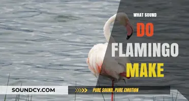 Unveiling the Unique Vocalizations: What Sounds Do Flamingos Make?
