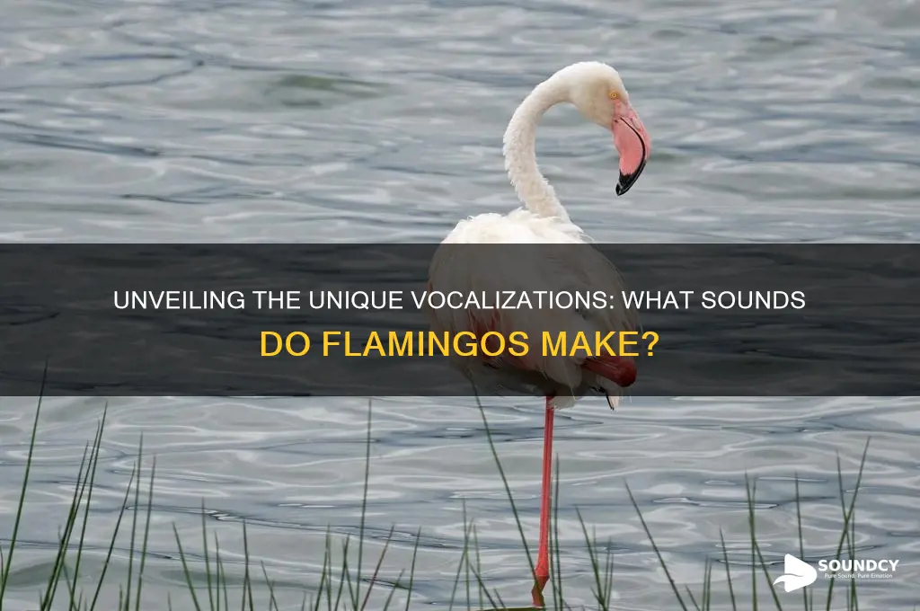 what sound do flamingo make