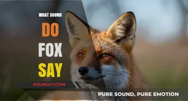 Unveiling the Mystery: What Sound Do Foxes Actually Make?