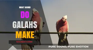 Discover the Unique and Charming Sounds of Galahs in the Wild
