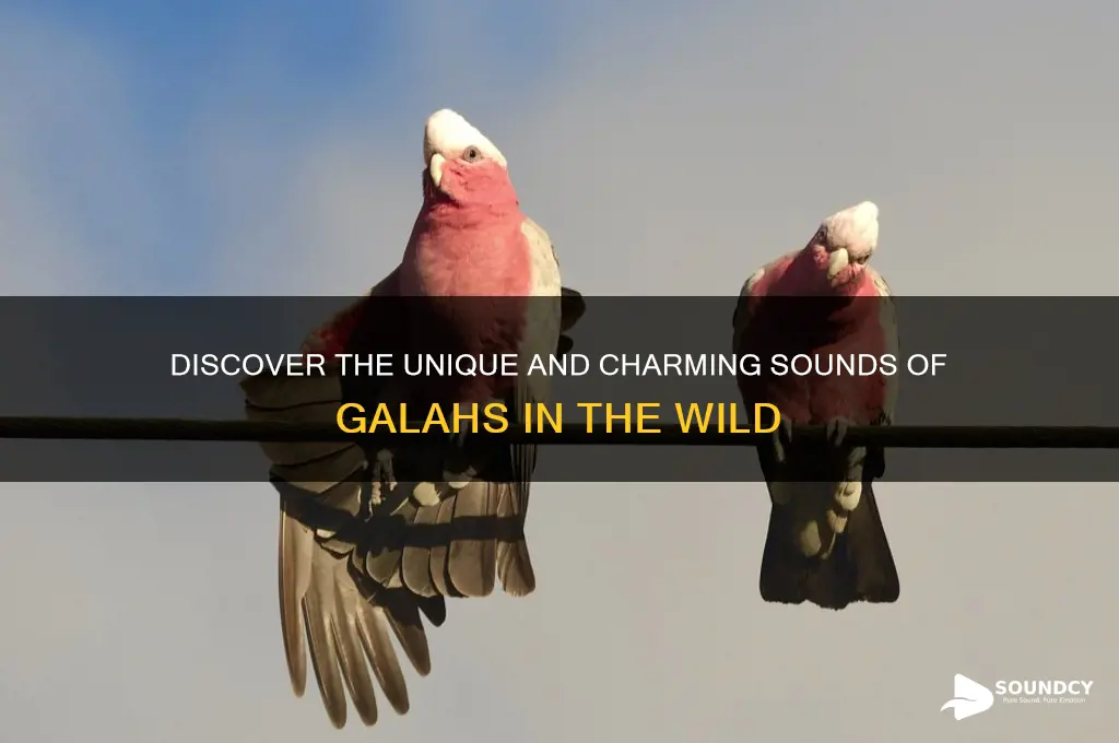 what sound do galahs make