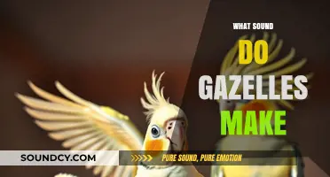Unveiling the Unique Vocalizations: What Sound Do Gazelles Make?