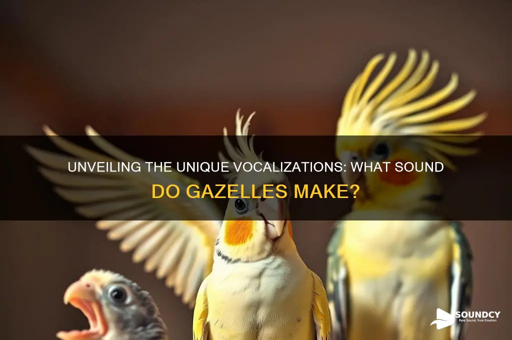 what sound do gazelles make