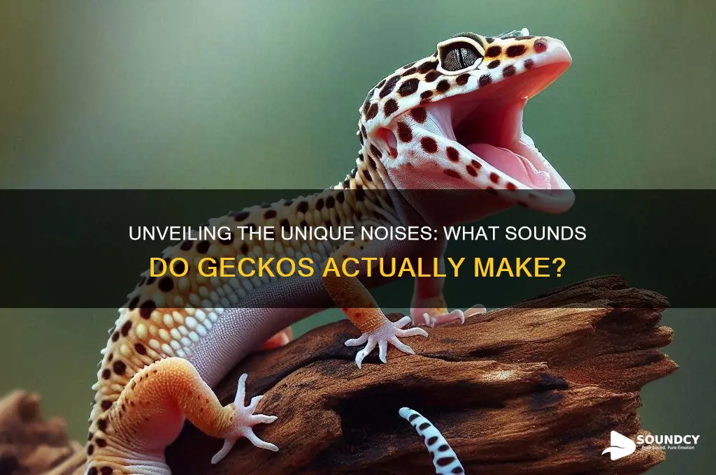 what sound do gecko make