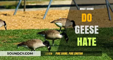 Unleash Peace: Sounds That Instantly Silence Annoying Geese