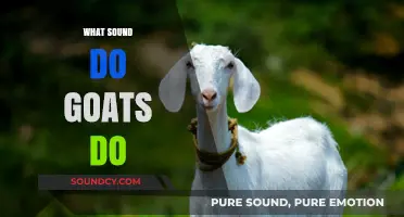 Understanding Goat Sounds: What Noises Do Goats Make and Why?