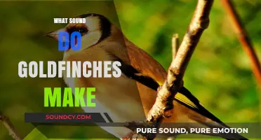 Discover the Delightful Songs and Calls of Goldfinches in Nature