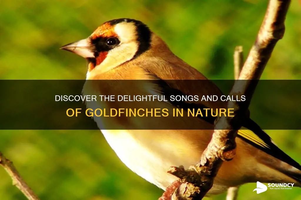 what sound do goldfinches make