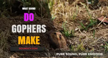 Unveiling the Mystery: What Sounds Do Gophers Actually Make?