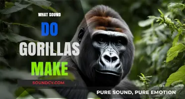 Unveiling the Unique Vocalizations: What Sounds Do Gorillas Make?