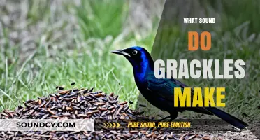 Unveiling the Unique Calls and Noises of Grackles in Nature
