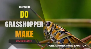 The Surprising Sounds of Grasshoppers: Uncovering Their Unique Calls