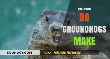 Unveiling the Mystery: What Sounds Do Groundhogs Actually Make?
