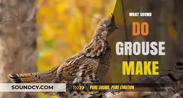 Unveiling the Unique Calls: What Sound Do Grouse Make?