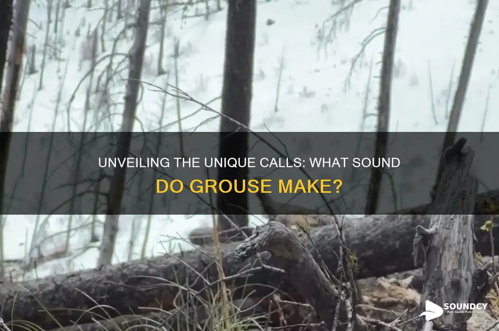 what sound do grouse make